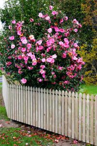 Classic-Picket-Fence